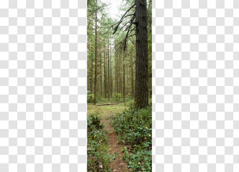 Forest Tree Trail Park Stock Photography - Temperate Coniferous - Amazon Transparent PNG