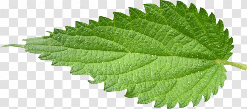 Leaf Nettles Abscission .de Natural Environment - Elm Family - Mint Transparent PNG