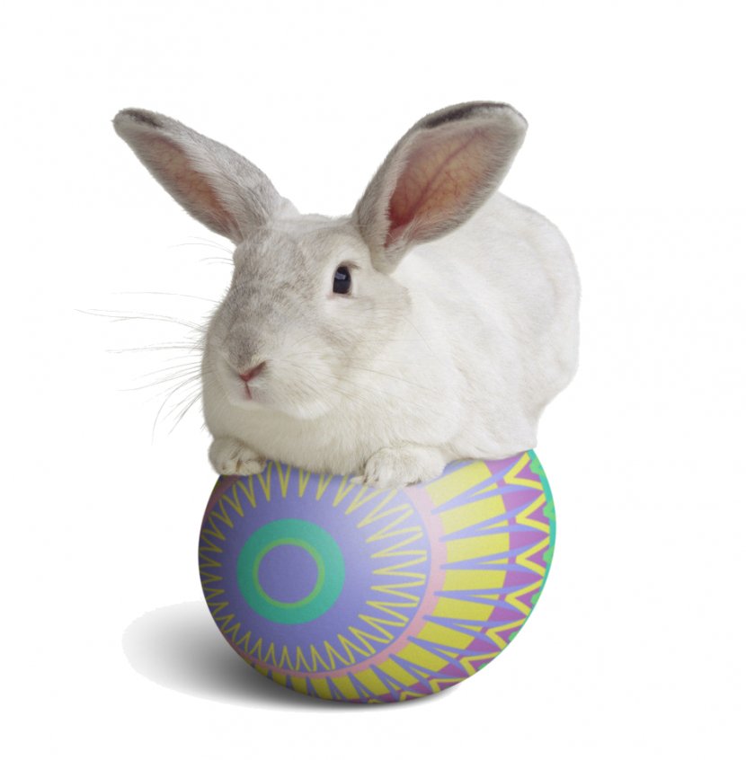 Domestic Rabbit Easter Bunny European Desktop Wallpaper - Painting Transparent PNG