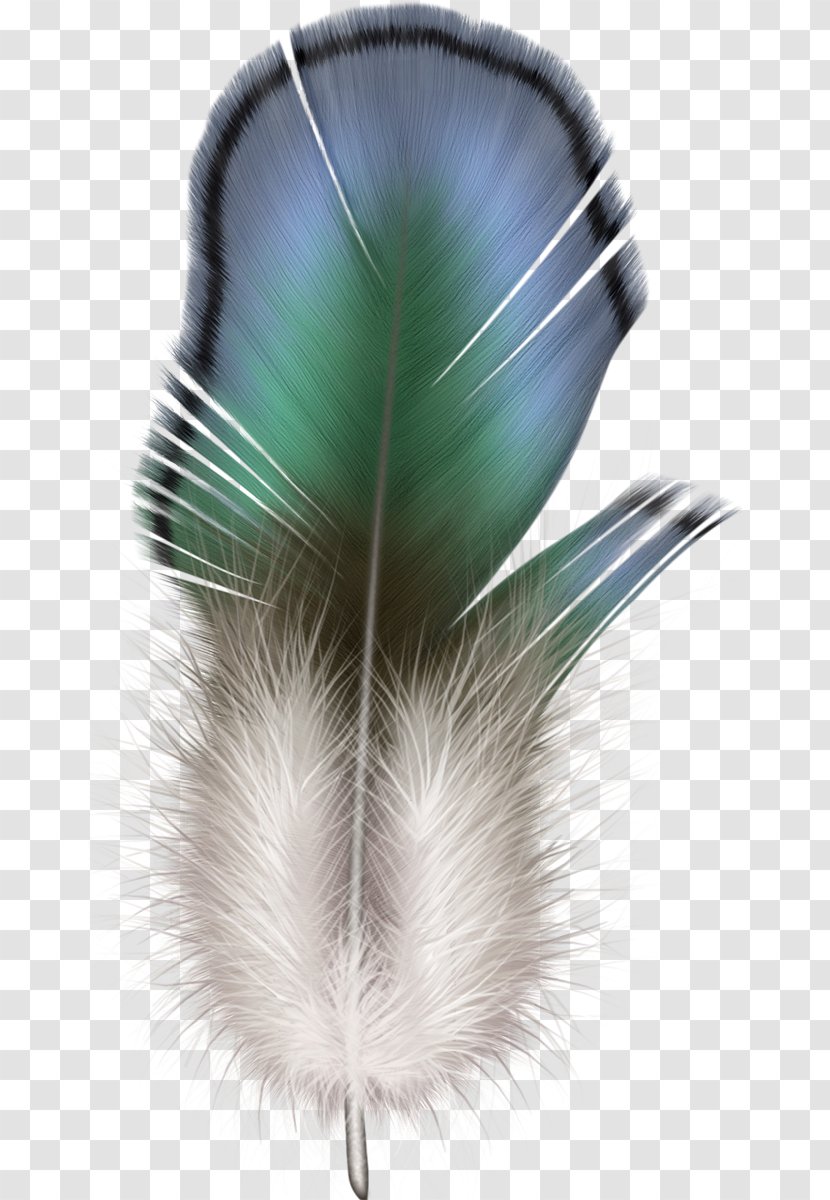 The Floating Feather Clip Art - Organism Transparent PNG