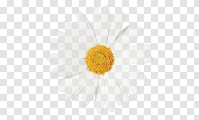 We Heart It Oxeye Daisy Family Roman Chamomile - Plant Transparent PNG