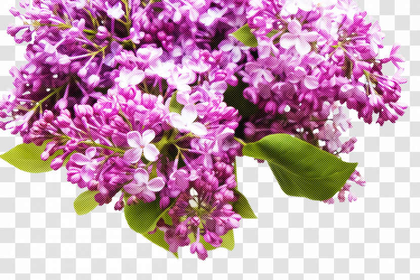 Flower Plant Lilac Cut Flowers Purple Transparent PNG