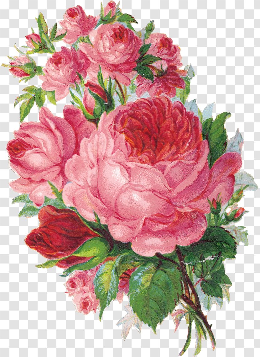 Floristry Flower Garden Roses Watercolor Painting - Begonia - Vintage Rose Transparent PNG