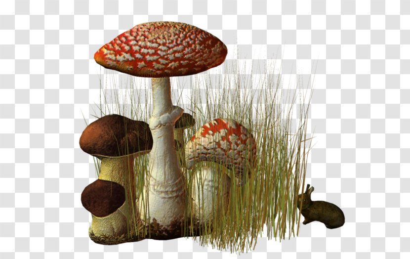 Fungus Edible Mushroom Pleurotus Eryngii Agaric Transparent PNG