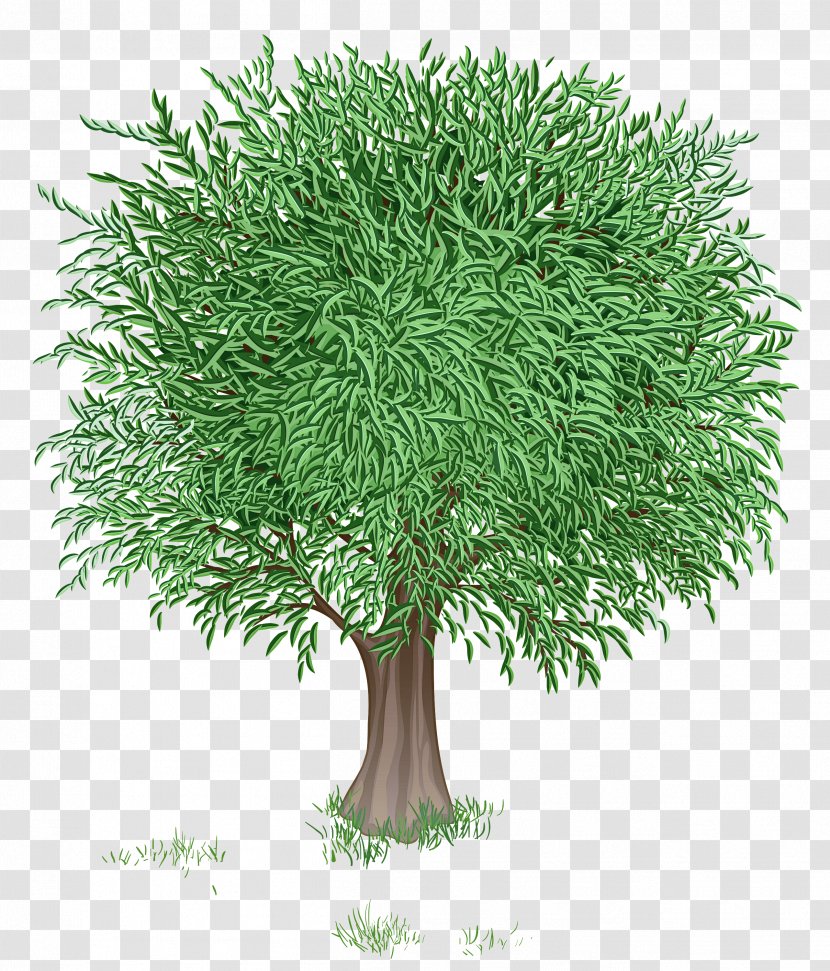 Tree Plant Grass Green Woody - Branch - Thuya Transparent PNG