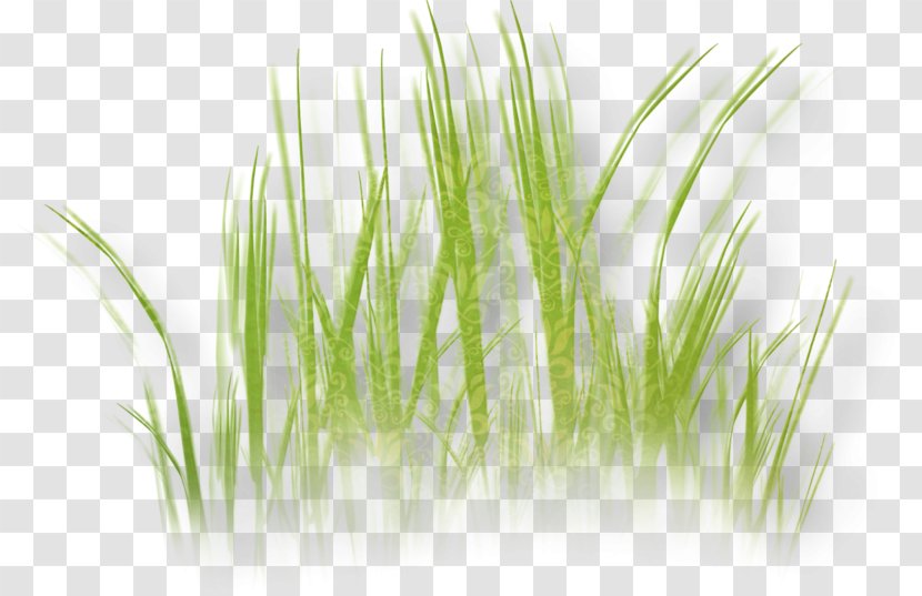 Herbaceous Plant Grass Clip Art - Hypertext Transfer Protocol Transparent PNG