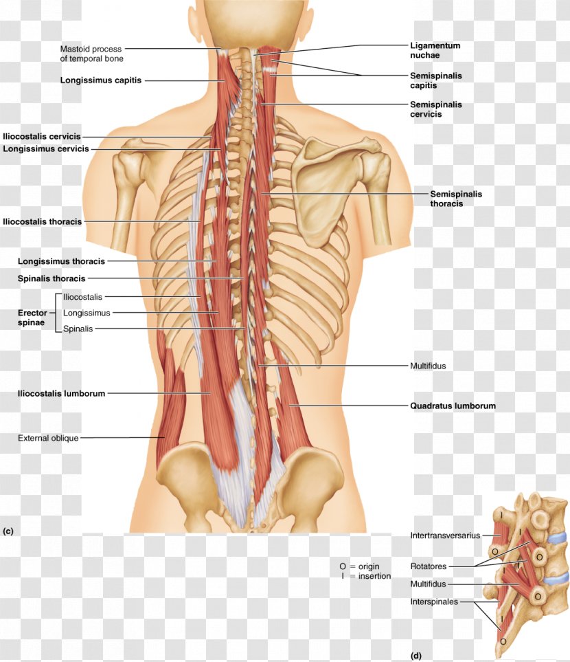 Erector Spinae Muscles Vertebral Column Longissimus Serratus Posterior Superior Muscle - Frame - The Pleasing Of Water Transparent PNG