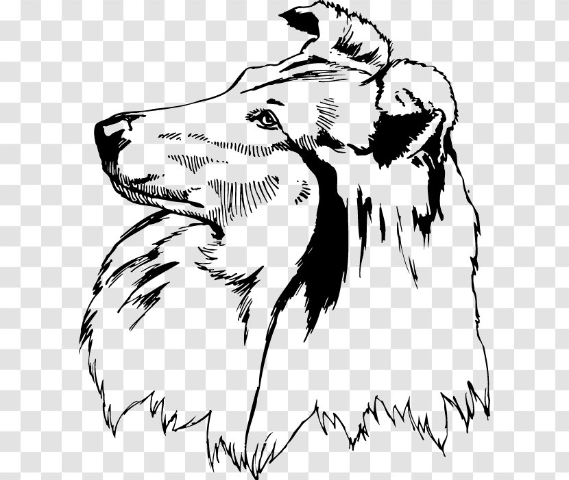 Rough Collie Shetland Sheepdog Scotch Clip Art - Mammal - Drawing Transparent PNG