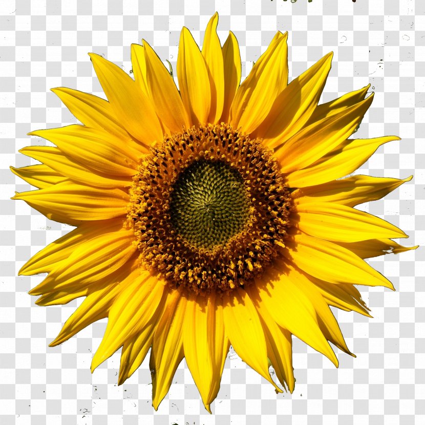 Common Sunflower Daisy Family Clip Art - Annual Plant Transparent PNG