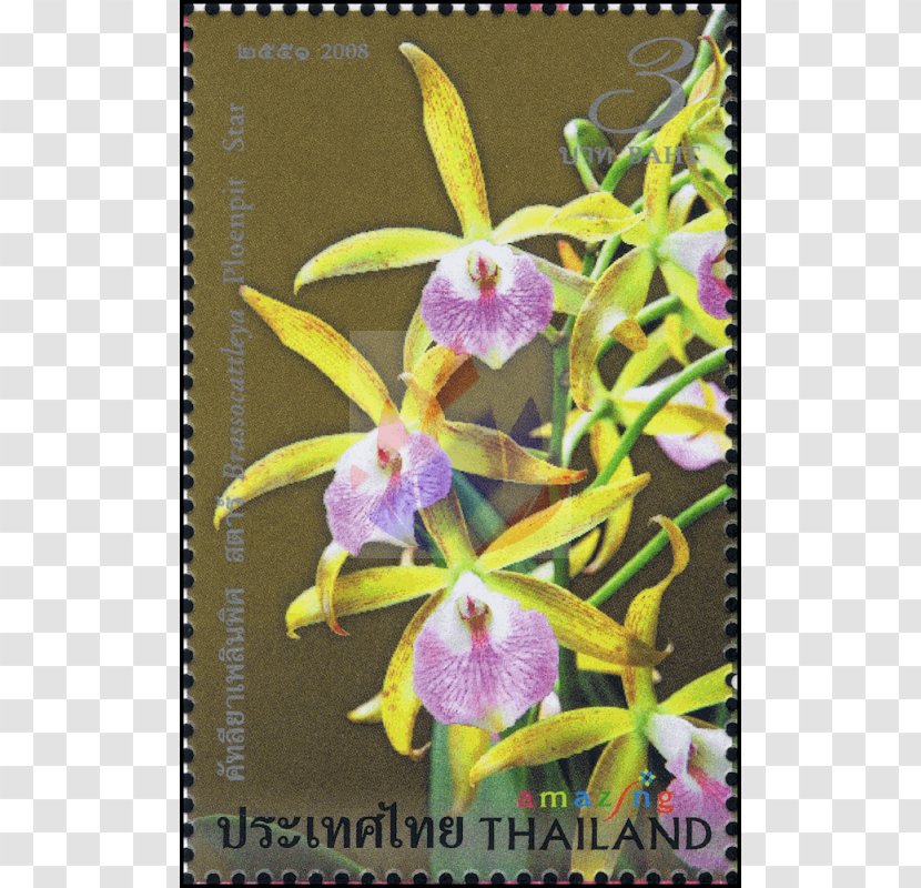 Phalaenopsis Equestris Cattleya Orchids Dendrobium Amazing Thailand Transparent PNG