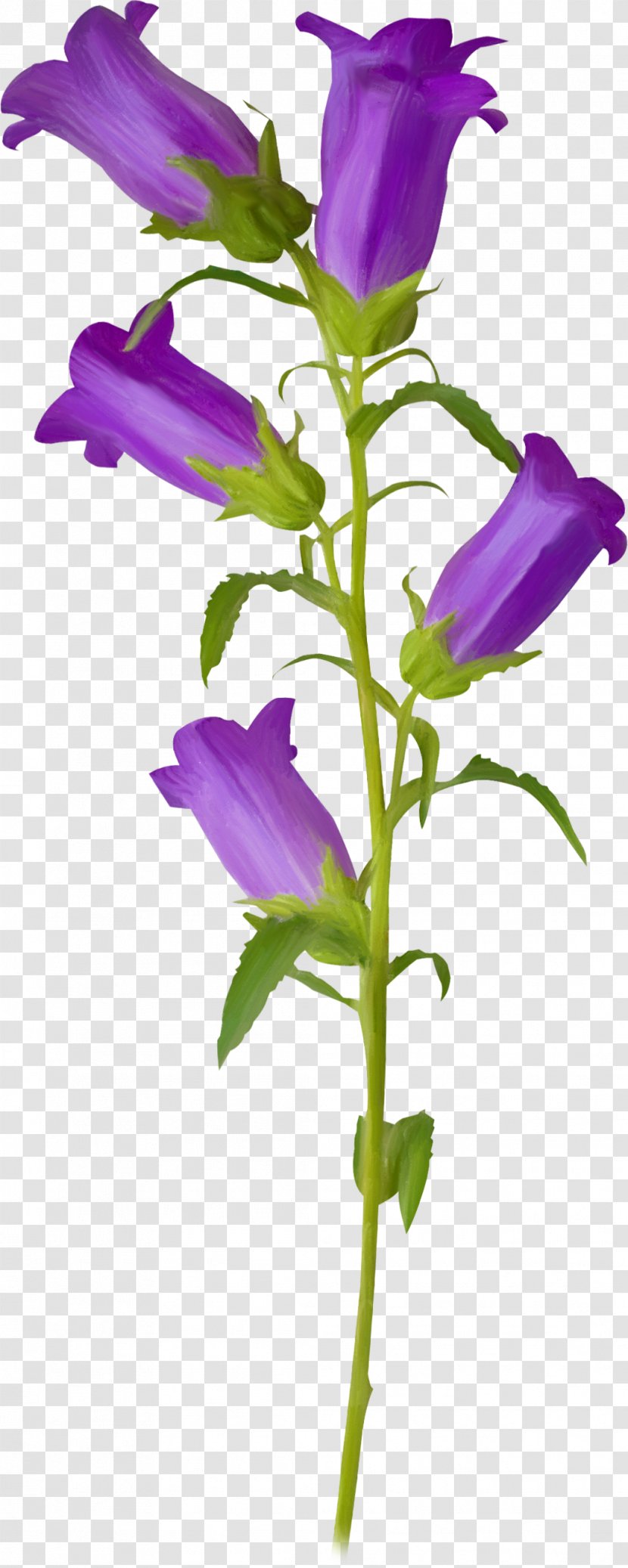 Flower Violet Campanula Patula Clip Art - Bellflowers Transparent PNG
