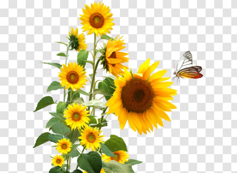 YouTube Wish Happiness - Flowering Plant - Youtube Transparent PNG