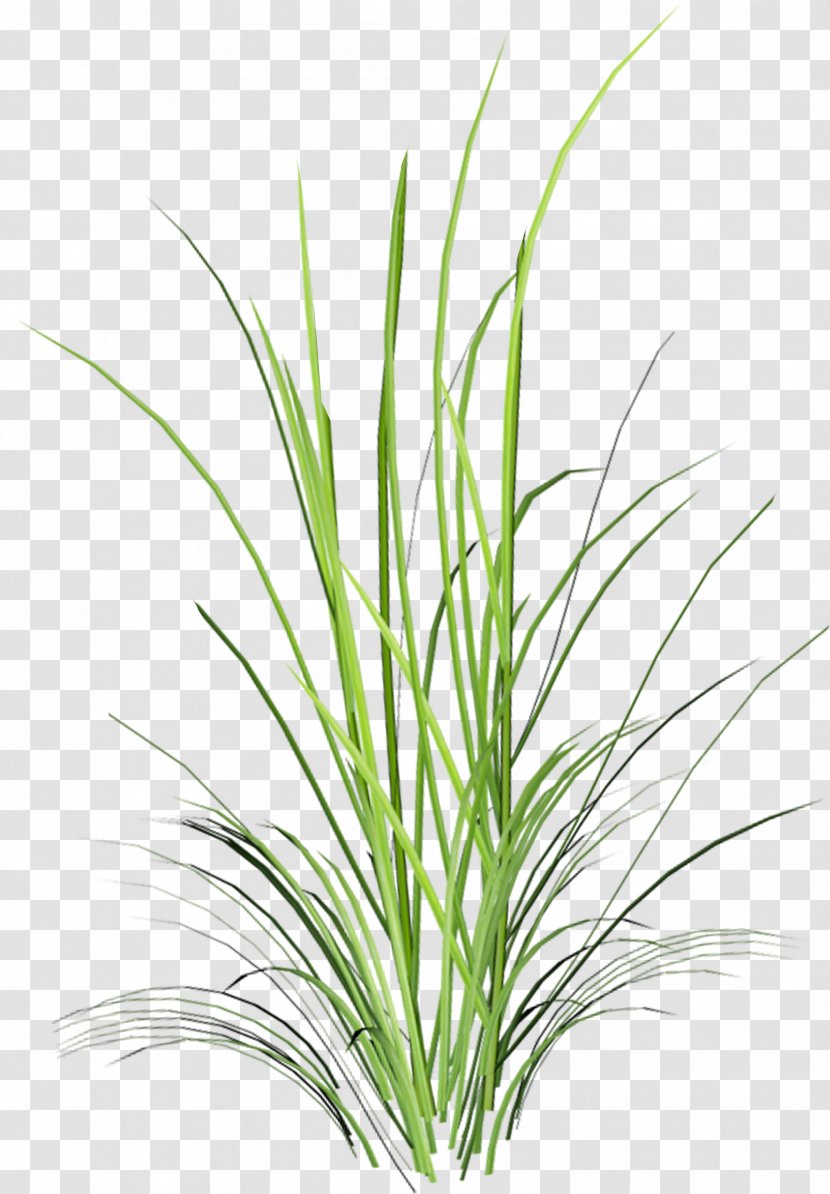 Sweet Grass Herbaceous Plant Branch Leaf - Grasses Transparent PNG