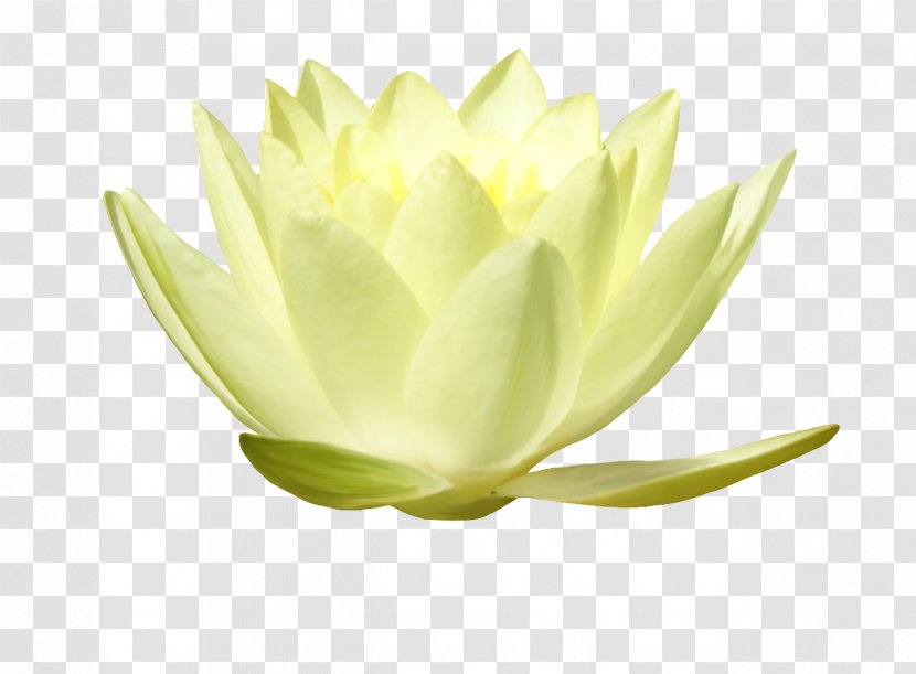 Plant Stem - Lotus Leaves Transparent PNG