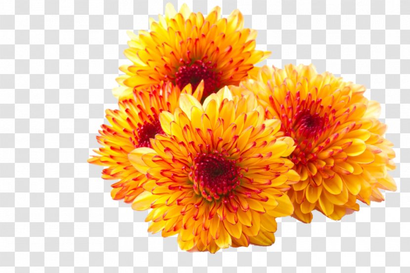 Chrysanthemum Tea Border Flowers ×grandiflorum - Dendranthema Lavandulifolium - Flower Transparent PNG