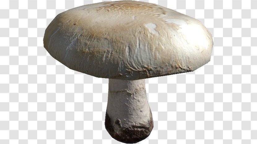 Common Mushroom Pleurotus Eryngii Oyster Shiitake - Edible Transparent PNG
