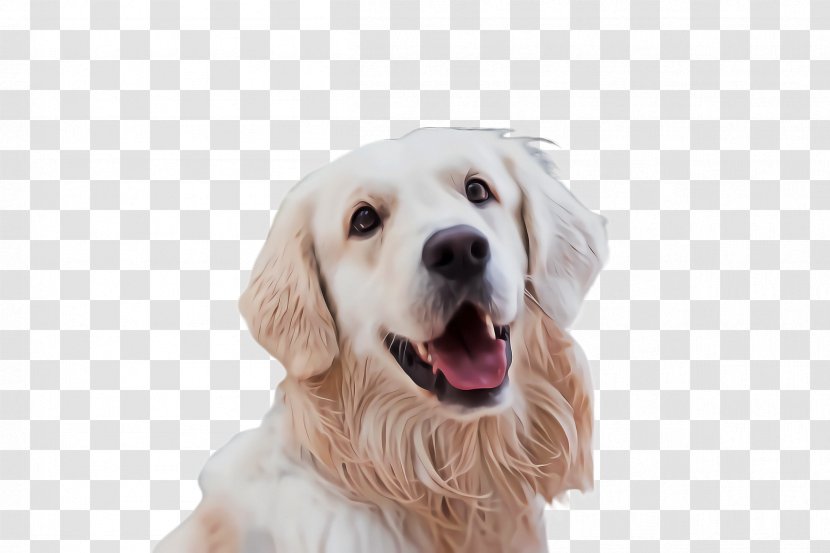 Dog And Cat - Flea - Smile Rare Breed Transparent PNG
