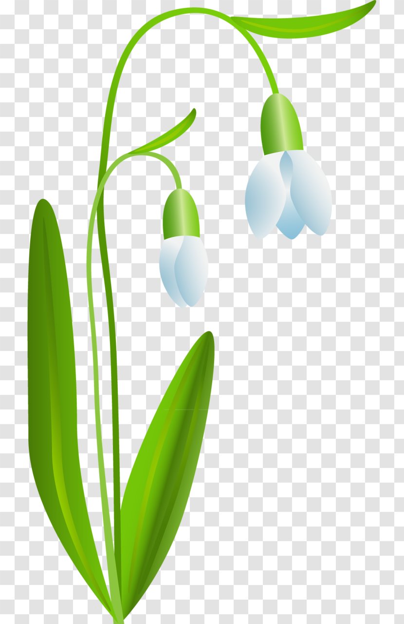 Snowdrop Flower Digital Image - Stock Photography Transparent PNG