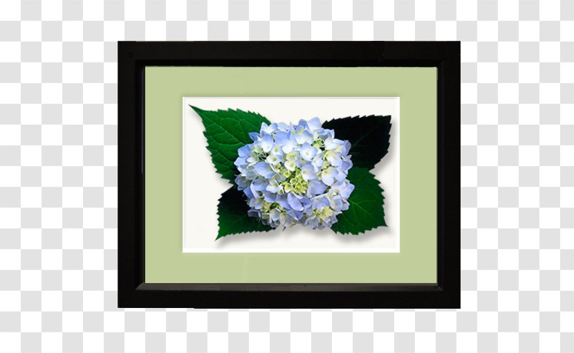 Flower Floral Design Hydrangea Floristry - Flora Transparent PNG