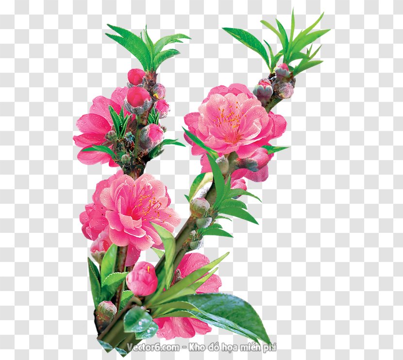 Floral Design Cut Flowers Peach - Flower Transparent PNG