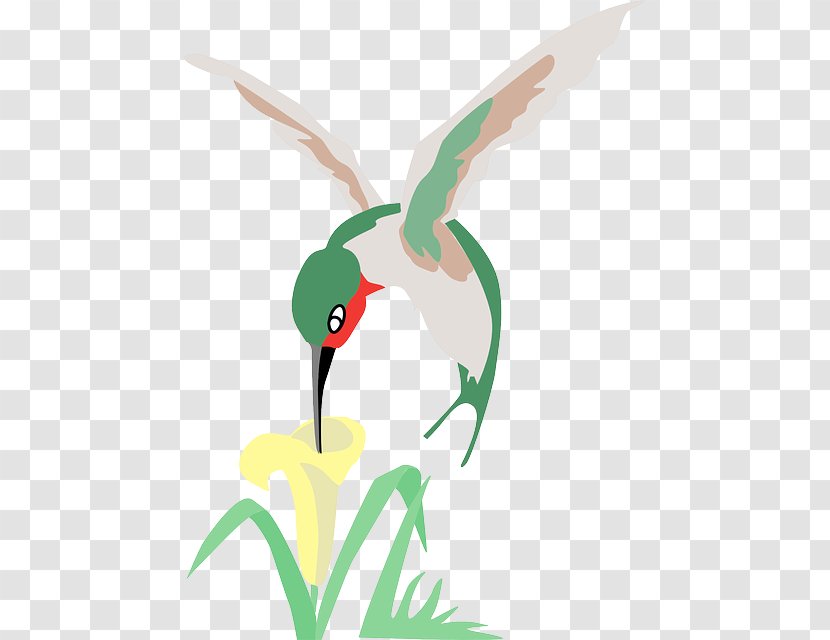 Hummingbird Flower Clip Art - Pollinator - Bird Transparent PNG