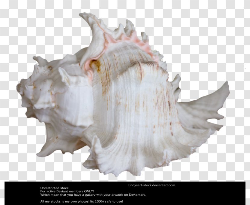 Seashell Shankha Stock Clam Royal Dutch Shell - Conch - Shellfish Transparent PNG