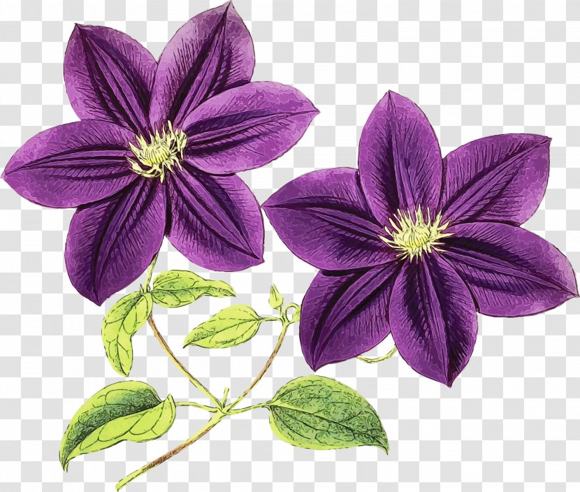Leather Flower Choix Des Plus Belles Fleurs Clip Art Image - Purple Transparent PNG