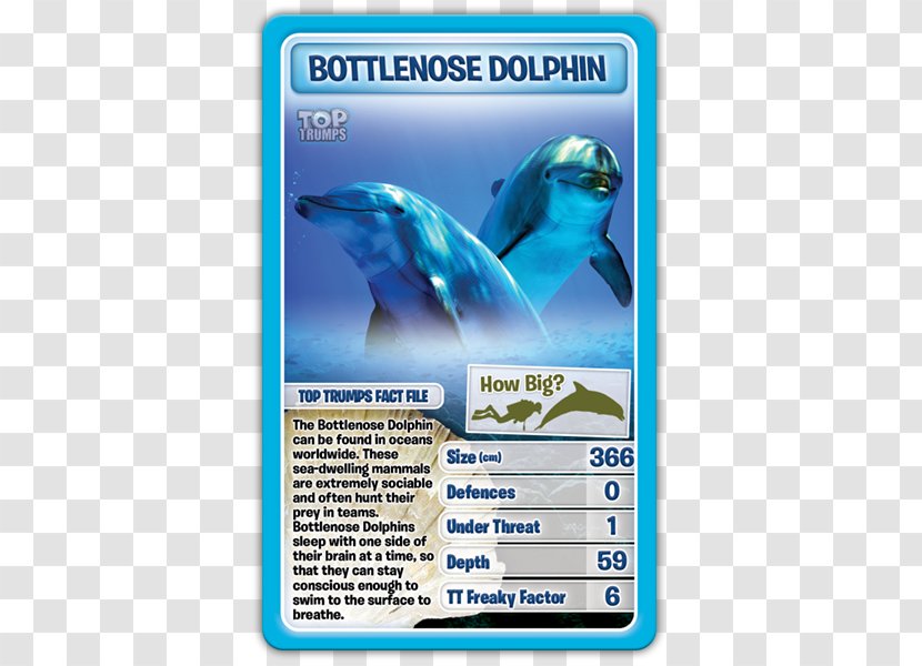 Dolphin Winning Moves Top Trumps Card Game - Technology Transparent PNG