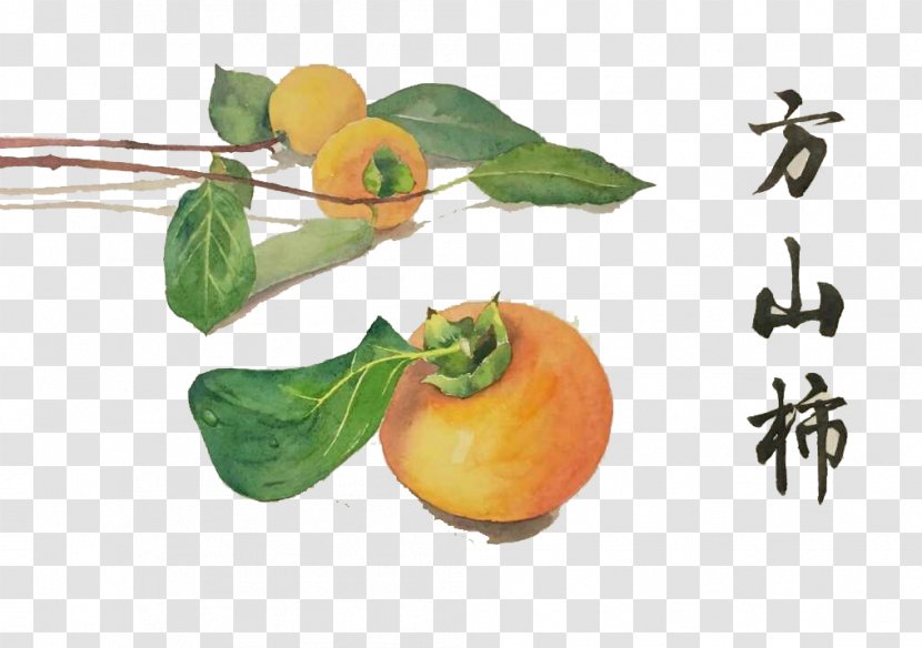 Clementine Japanese Persimmon Food Watercolor Painting - Diet - Hill To Pull Creative Hand-painted Free Transparent PNG