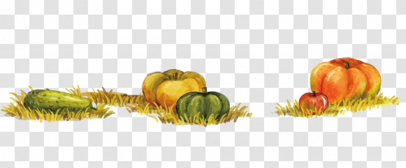 Calabaza Winter Squash Autumn Food - Vegetarian - Pumpkins On The Grass Transparent PNG