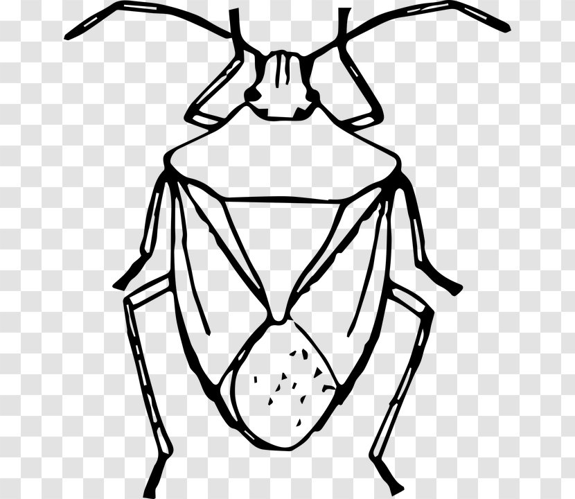 Beetle Brown Marmorated Stink Bug Drawing Clip Art - Symmetry Transparent PNG