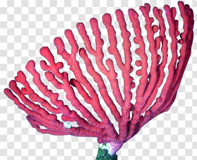 Coral Reef Deep-water Clip Art Transparent PNG
