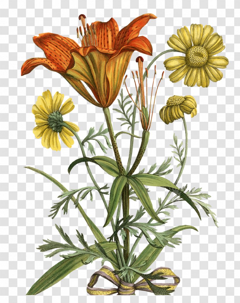 Botanical Illustration Botany Printmaking - Wildflower - Tableware Transparent PNG