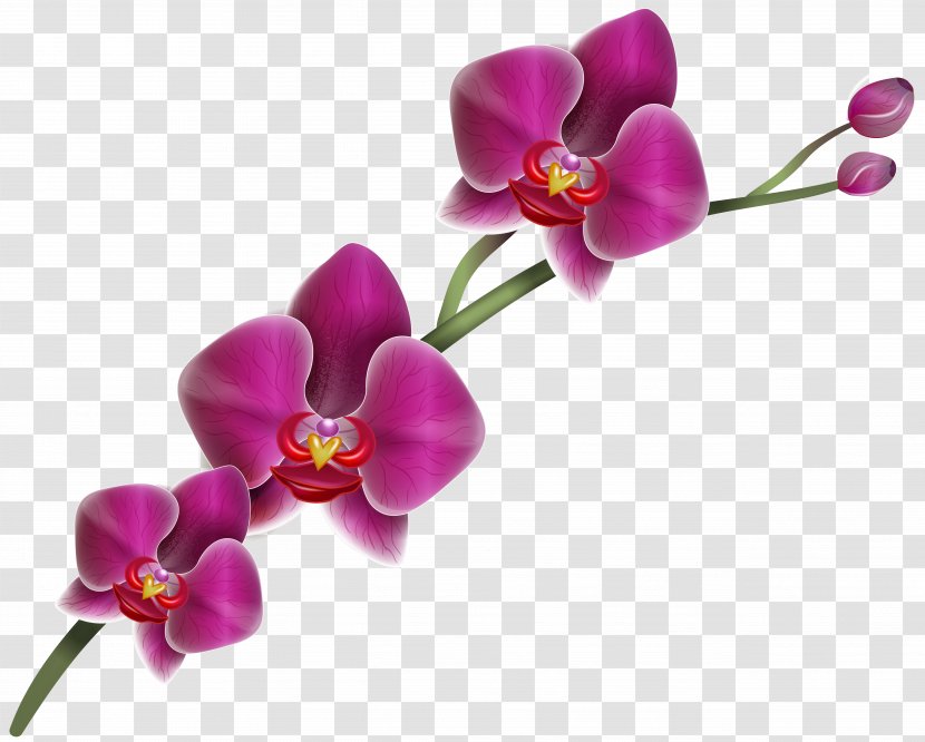 Orchids Clip Art - Cut Flowers - Purple Orchid Clipart Image Transparent PNG