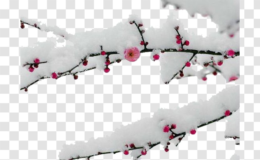 Snow Plum Blossom Ud5a5uae30ub098ub294 Ud3b8uc9c0 Food Daum - Blog - Branches Transparent PNG