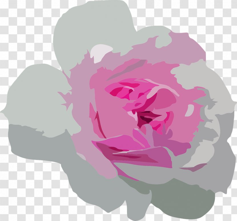 Petal Flower Garden Roses Centifolia - Magenta - Floral Transparent PNG