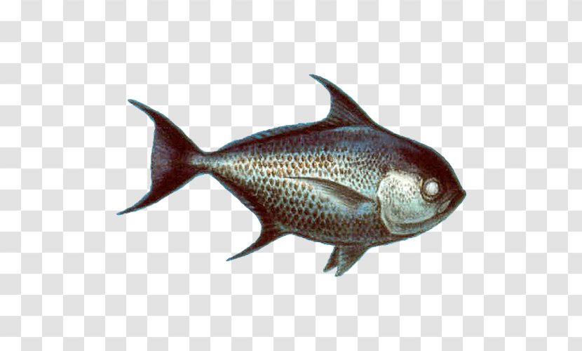 Milkfish Pomfret Pampus Argenteus Seafood Watch - Salmonids - Fish Transparent PNG