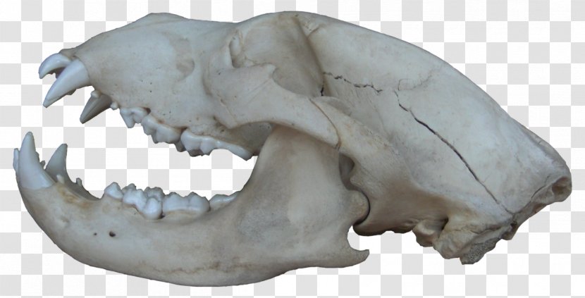 American Black Bear Brown Animal Skulls Bone Transparent PNG