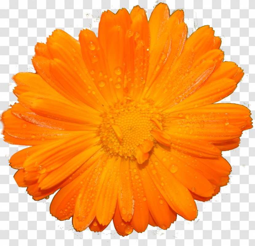 Marigolds - Daisy Family - Calendula Transparent PNG
