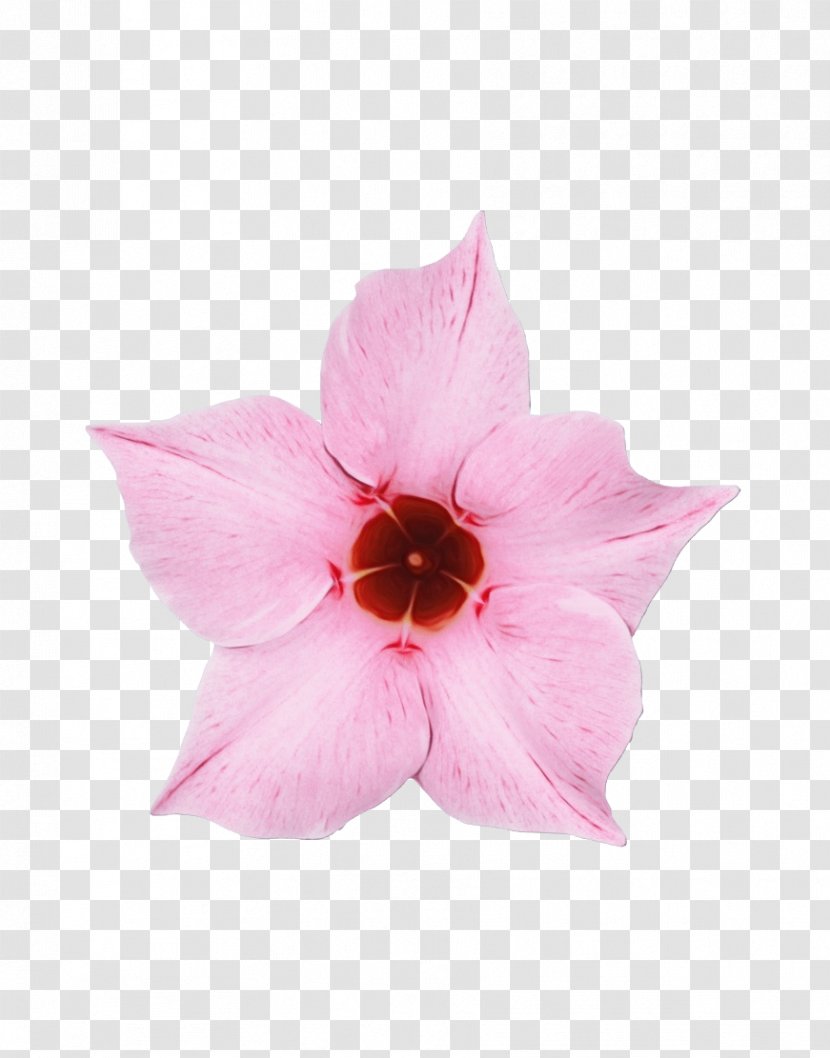 Petal Pink Flower Plant Herbaceous - Wet Ink - Morning Glory Impatiens Transparent PNG