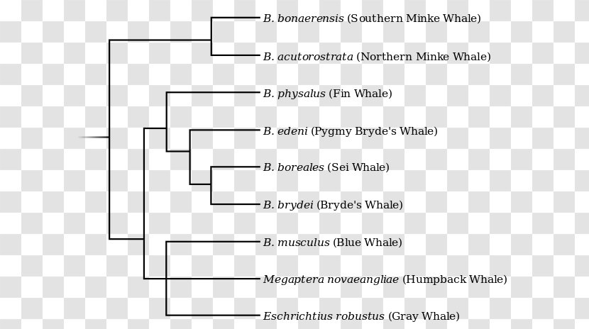 La Plata Dolphin Cetacea Fin Whale Phylogenetic Tree Phylogenetics - Watercolor Transparent PNG