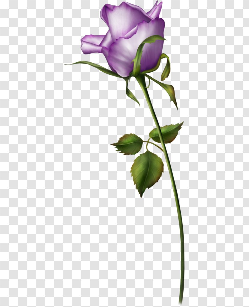 Beach Rose Flower Purple Valentines Day Transparent PNG