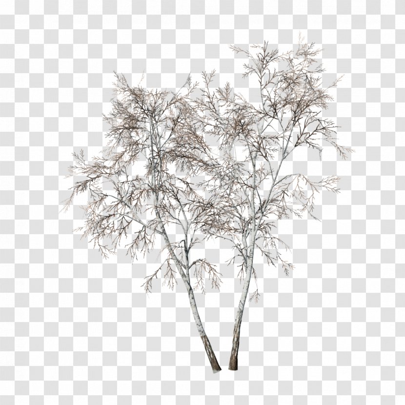 Searsia Lancea Pendulina Paper Birch Tree Drawing - Sumac Transparent PNG