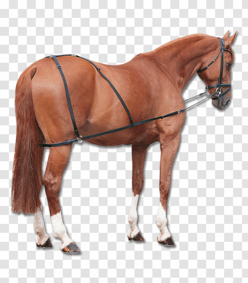 Horse Longeing Equestrian Martingale Rein Transparent PNG