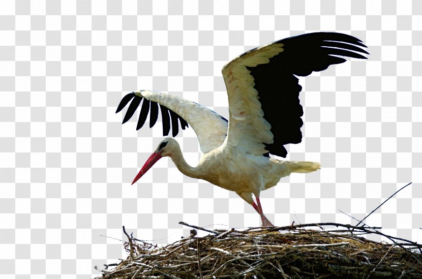 White Stork Bird Crane Wader Animal Migration - Common Transparent PNG