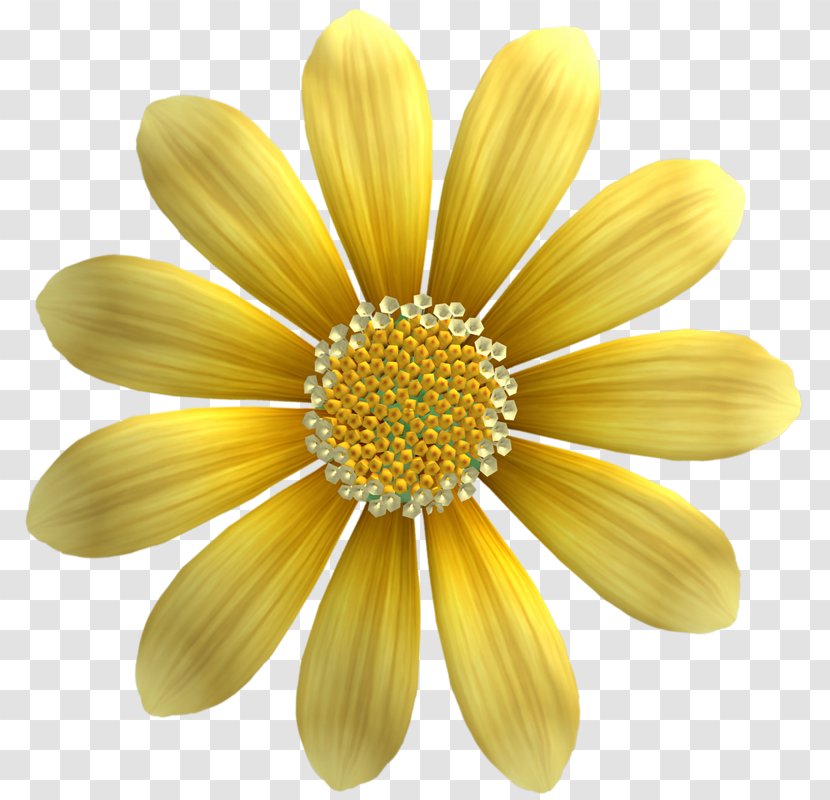 Common Sunflower Yellow Seed Gold - Oil - Golden Transparent PNG