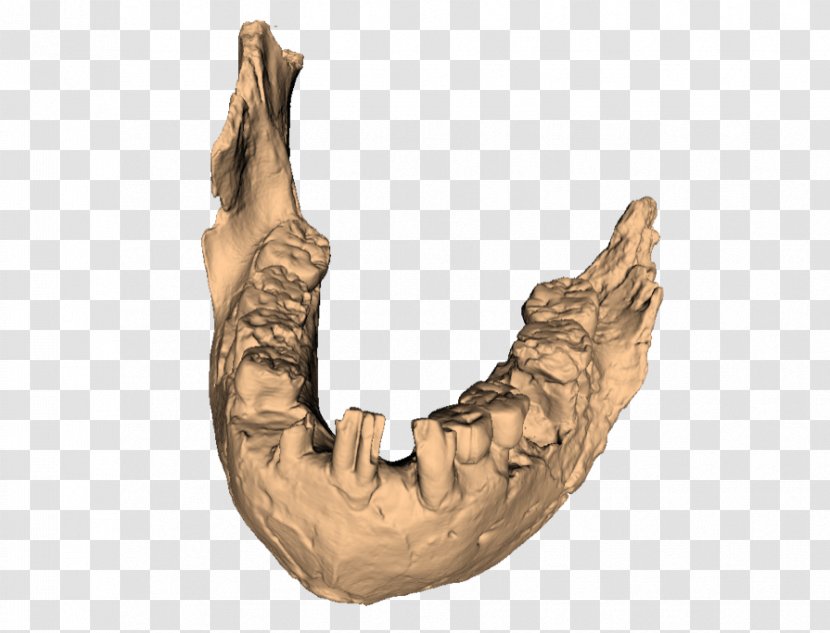 Olduvai Gorge Jaw Paranthropus Aethiopicus Boisei Robustus - Arm - Skull Transparent PNG