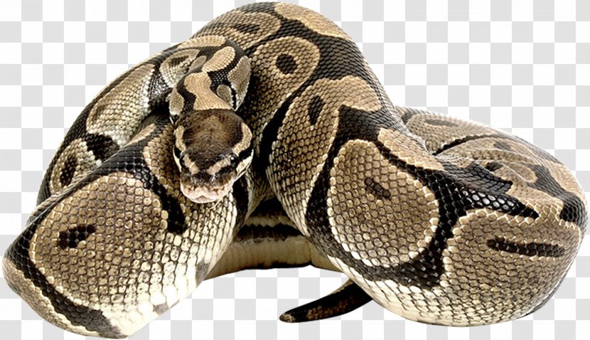 Corn Snake Ball Python Reptile T-shirt - Rattlesnake - Anaconda Transparent PNG