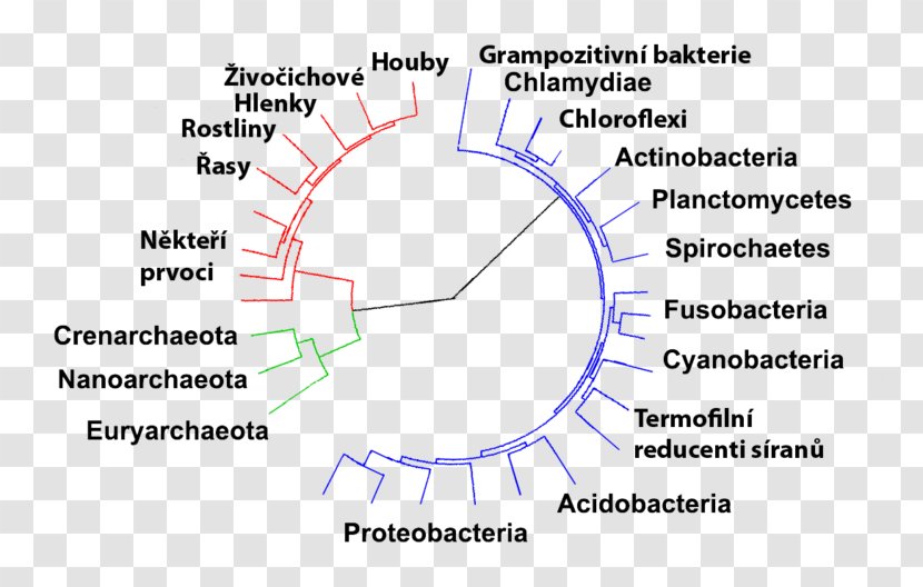 Bacteria Archaeans Domain Kingdom Prokaryote - Phylogenetic Tree - Diagram Transparent PNG