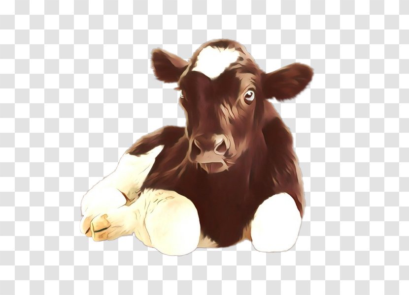 Calf Bovine Dairy Cow Nose Brown - Livestock - Horn Bull Transparent PNG